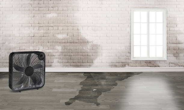 Best Water damage contractors near me  in Poplar Cotton Center, CA